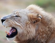 The King of the Jungle Roars