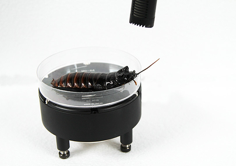 Recording hissing cockroach with the Sanken MO64 and DPA 4011