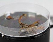 Recording scorpion