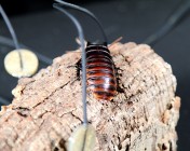 Cockroach with contact microphones