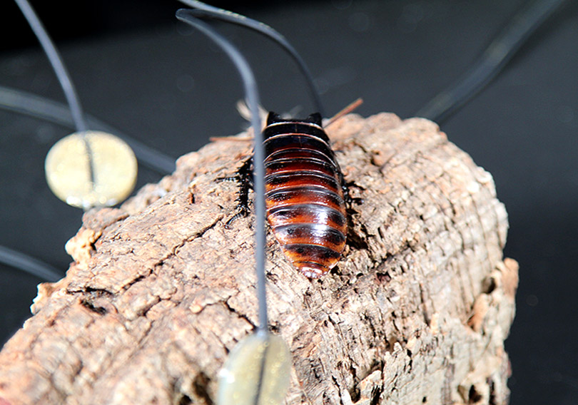 Cockroach with contact microphones