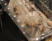 Unpacking the Crickets